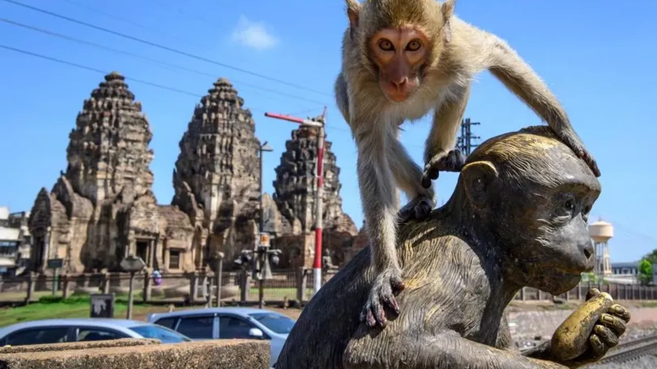 3.500 kişilik Maymun sürüsü kasabayı işgal etti: Dehşete düşen yerel halk evlere kapandı