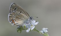 Van Gölü Havzasının Rose kelebekleri