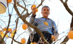 Depremin Merkez Üssünde Çiftçilerin 'Hurma' Hasadı Sevinci