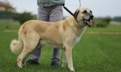 Dünyanın en sadık ve en cesur sürü koruma köpeği