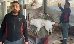 Vicdansız hırsızlara isyan etti: Çalınan eşyalardan çok köpeklerimize üzüldük