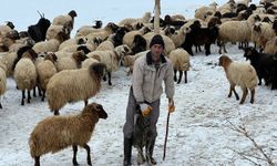 Yerli çoban bulamayınca İran'dan getirtti