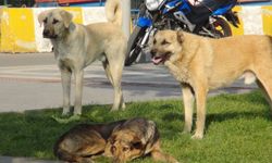 Başıboş köpekler 5 yaşındaki çocuğa saldırdı