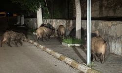 Muğla'da büyük panik: Aç domuzlar şehre indi