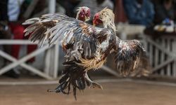 Horoz dövüşü yapılan ahıra baskın: Para cezası kesildi