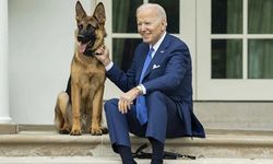 Biden'ın köpeği 24 Gizli Servis personelini ısırdı