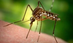 Isırmayan sivrisinekler doğaya salındı