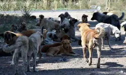Sokak Hayvanları için Cumhurbaşkanlığı'nda kritik toplantı
