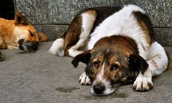 AKP'den sokak köpekleri açıklaması: Yara açan değil yara saran olmak icap ediyor