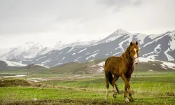 Faraşin Yaylası, yeşil örtüsüyle büyülüyor