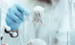 Bilim insanları farelerin duyma yetisini normalüstüne çıkardı