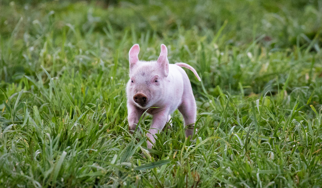 Üç klon domuz yavrusu üretildi