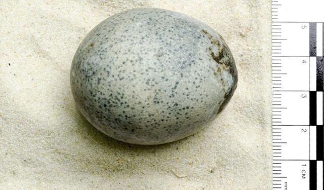 1700 yıllık yumurta bulundu: Hâlâ sağlam olduğu tespit edildi
