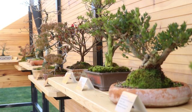 Türkiye'nin ilk 'bonsai müzesi' açıldı