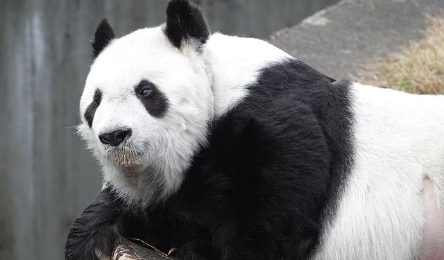 Japonya'nın en yaşlı pandası öldü