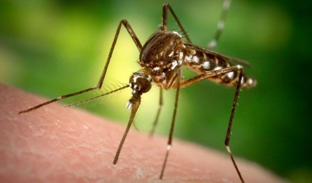 Isırmayan sivrisinekler doğaya salındı