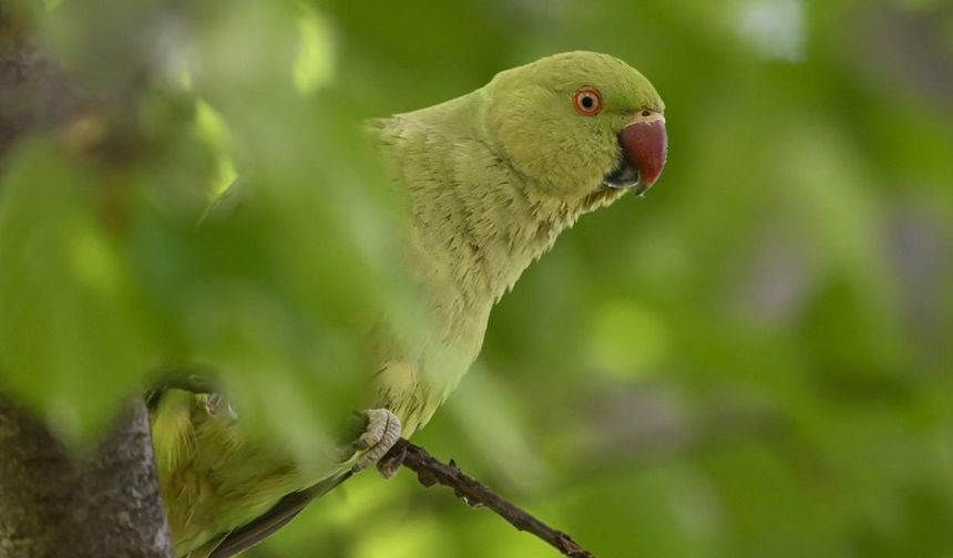 Ankara’nın sevimli tropik sakinleri "Yeşil Papağanlar"