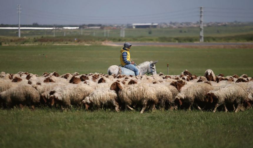 Grev yapan çobanlara TİGEM yetkililerinden cevap: Suriyeli veya başka birilerini getirir yine çalıştırırız